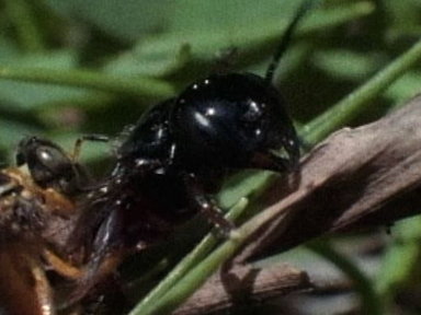 [Angel Bees vs. Robber Bees] Video