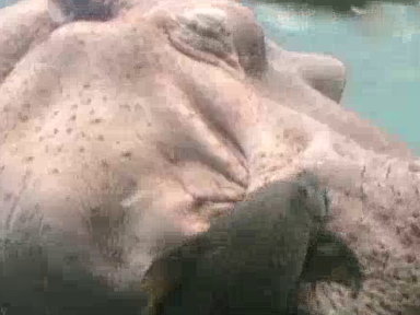 Hippo Spa
