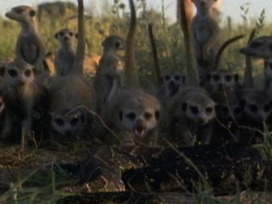 Meerkats vs. Puff Adder