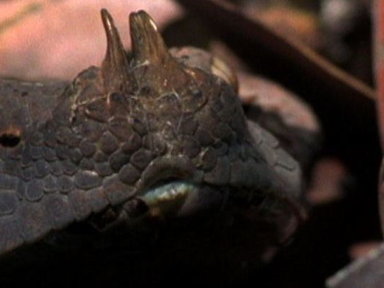 Gaboon Adder vs. Rat