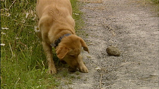 Rock-carrying Retriever, Fast walker, Anti-freeze