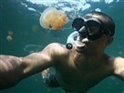 Photographer Swims With Thousands of Jellyfish