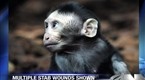 Onion News Network: Study: Multiple Stab Wounds May Be Harmful To Monkeys