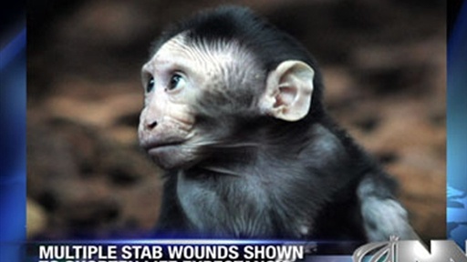 Study: Multiple Stab Wounds May Be Harmful To Monkeys