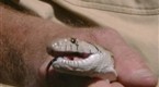 National Geographic Channel: The Animal Extractors: Snake Attack
