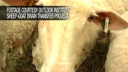 Genetic Scientists Develop Sheep With Brain Of A Goat