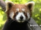 Animals 4: Bronx Zoo