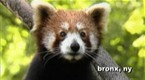 Animals 4: Bronx Zoo