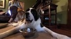 Big Ideas for a Small Planet: Animals 2: Green Pets