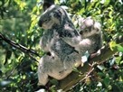 Australia: Land Beyond Time