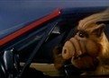 Baby, You Can Drive My Car picture