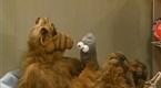 ALF: For Your Eyes Only (season 1, episode 6)