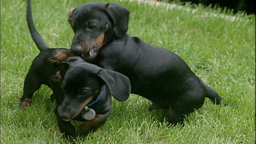 Siblings Ignore Humans, Biting the Feeding Hand, Approval Video