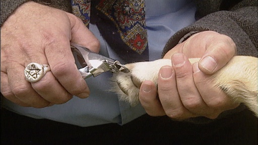 Self-esteem Issues, Dog Won't Come, Choking First Aid
