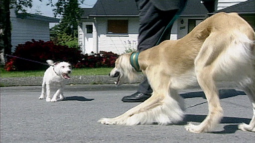 Surly Saluki, Pulling the Walker, No-time Training Video