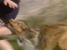 Good Dog! | Season 2 Episode 8 | Clothes Ripper, Selective Listener, Indicating Play