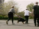 Good Dog! | Season 2 Episode 5 | Crotch Sniffer, Wheel Chaser, and Inexpensive toy