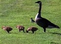 Geese Fly Together picture