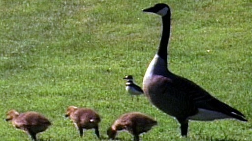 Geese Fly Together