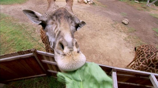 Bonus: Zoo Adventure Video