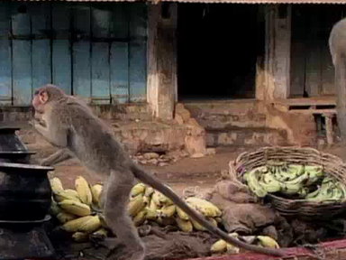 Spunky Monkeys Video