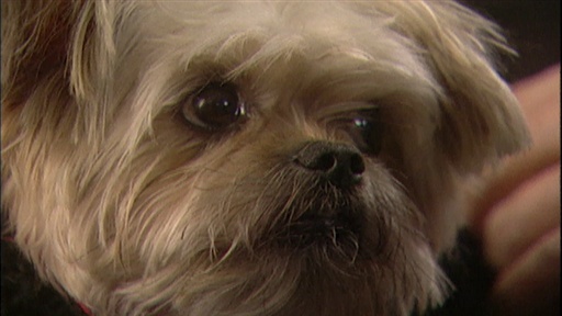 Ballistic Barker, Night-time Pee and Giving Pills
