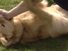 Good Dog! | Season 2 Episode 2 | The Nipper, Distracted Walker and Teeth Brushing