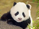 ORF Universum Documentaries | Season 1 Episode 35 | Fu Long: Little Panda, Happy Dragon