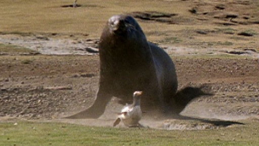 Penguin vs. Seal Video
