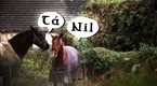 Howcast: How to Say Seven Key Gaelic Phrases