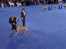 2010 National Dog Show