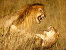Pure Nature | Season 1 Episode 15 | Naughty by Nature (Sex in the Jungle)