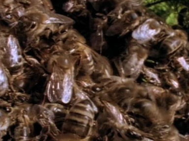 Killer Bees Video