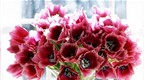 Howdini: How To Make Cut Flowers Last Longer