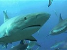 Shark Week: Hunt for the Nuts