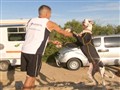Dog Whisperer - Great Dane On the Dunes