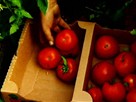 A Bridge to Somewhere: Farm to School