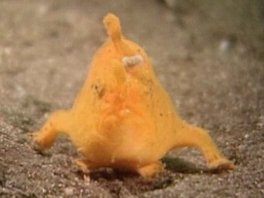 Strange Japanese Sea Creatures