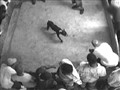 DogTown - Dogfighting Underground