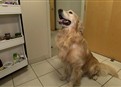 Dogs: Earth's Worst Enemy picture