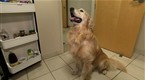 The Tonight Show with Conan O'Brien: Dogs: Earth's Worst Enemy