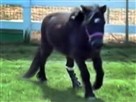 Miniature Horse Runs With Prosthetic Leg