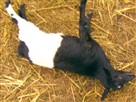 Fainting Goats!