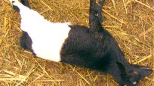 Fainting Goats! Video