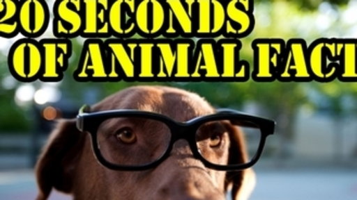 20 Seconds of Animal Facts: Vulture Edition