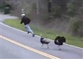 Turkey Chase
