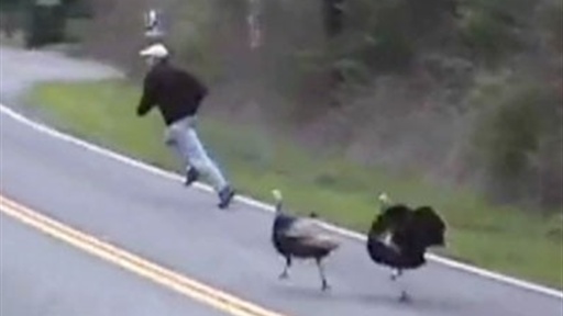 Turkey Chase