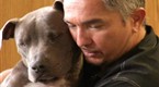 Dog Whisperer: How to Raise the Perfect Dog (season 6, episode 1)