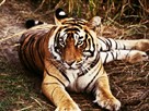 Hunted Tigers