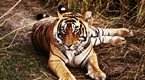 explore: Hunted Tigers